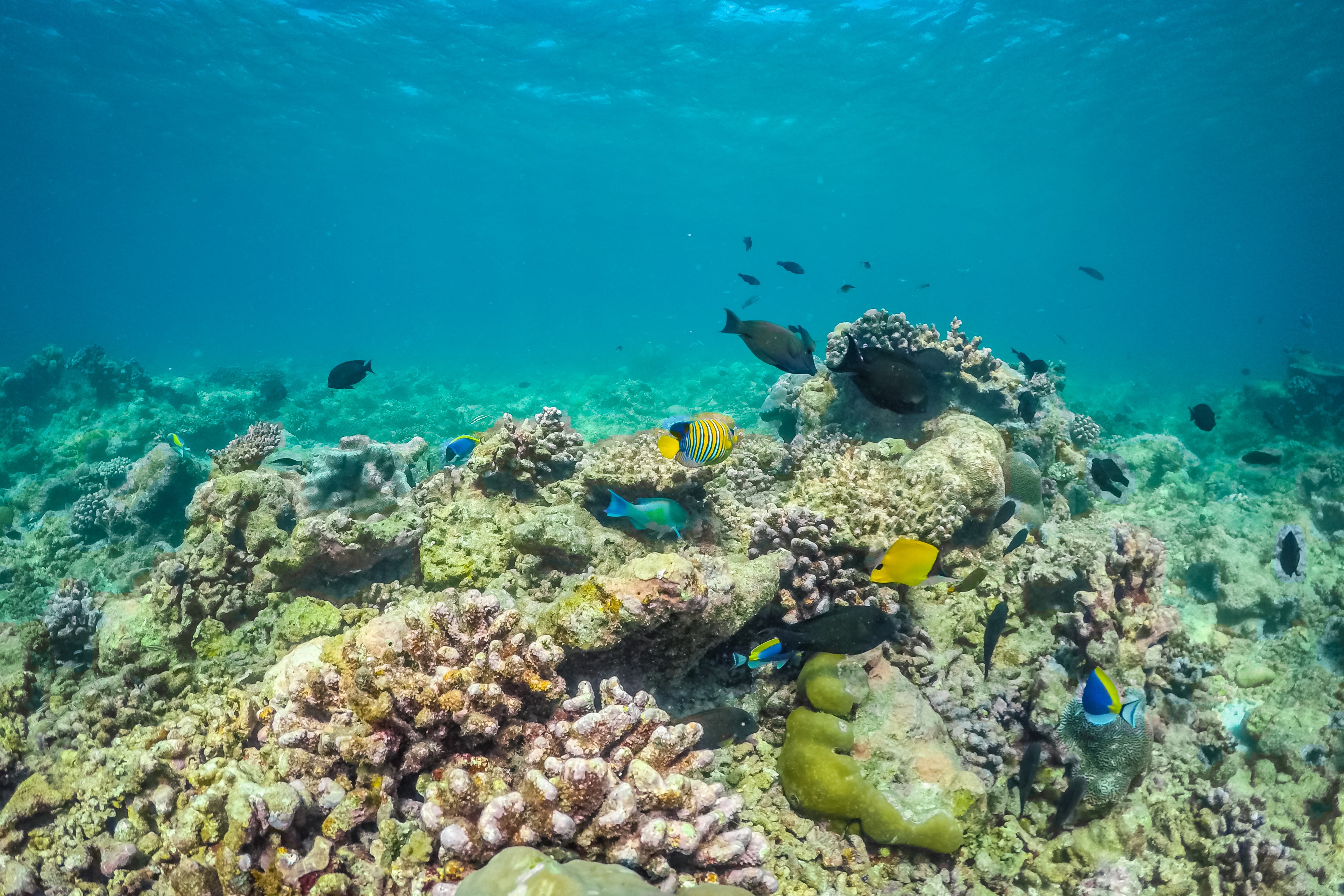 Protecting Our Oceans and Reefs - Storm Water Hawaii
